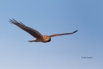 Blue-Sky;Circus-cyaneus;Female;Flying-Bird;Northern-Harrier;Photography;action;a